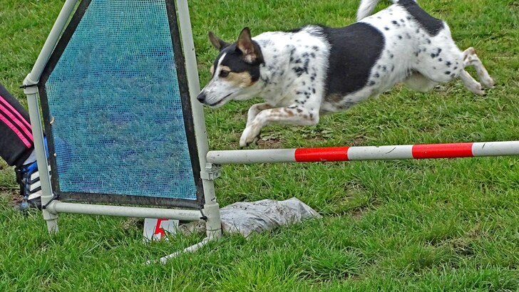 Závody agility provázelo nevlídné počasí, soutěžící to ale neodradilo Závody agility provázelo nevlídné počasí, soutěžící to ale neodradilo