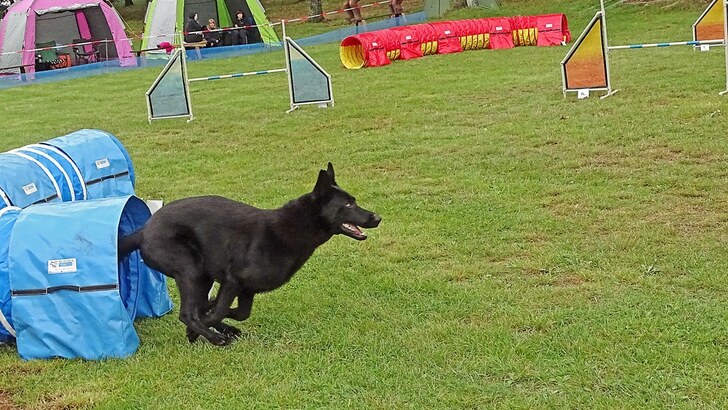 Soutěžící v závodech agility neodradilo ani nevlídné počasí Soutěžící v závodech agility neodradilo ani nevlídné počasí