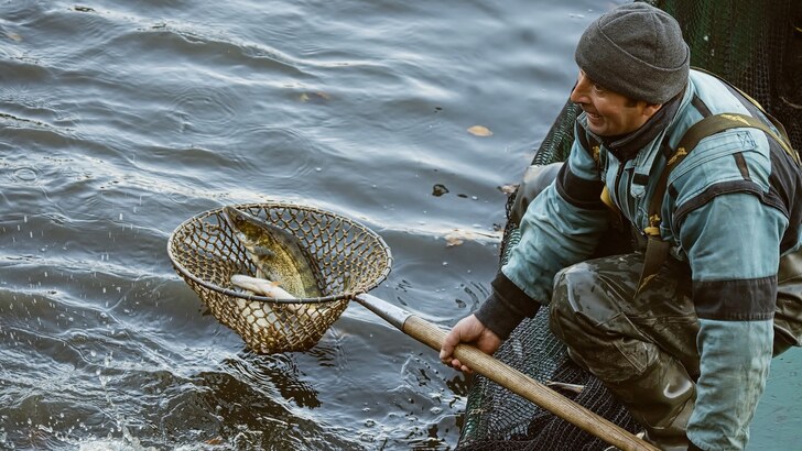 Výlov Špinky nabídl úžasnou podívanou Výlov Špinky nabídl úžasnou podívanou