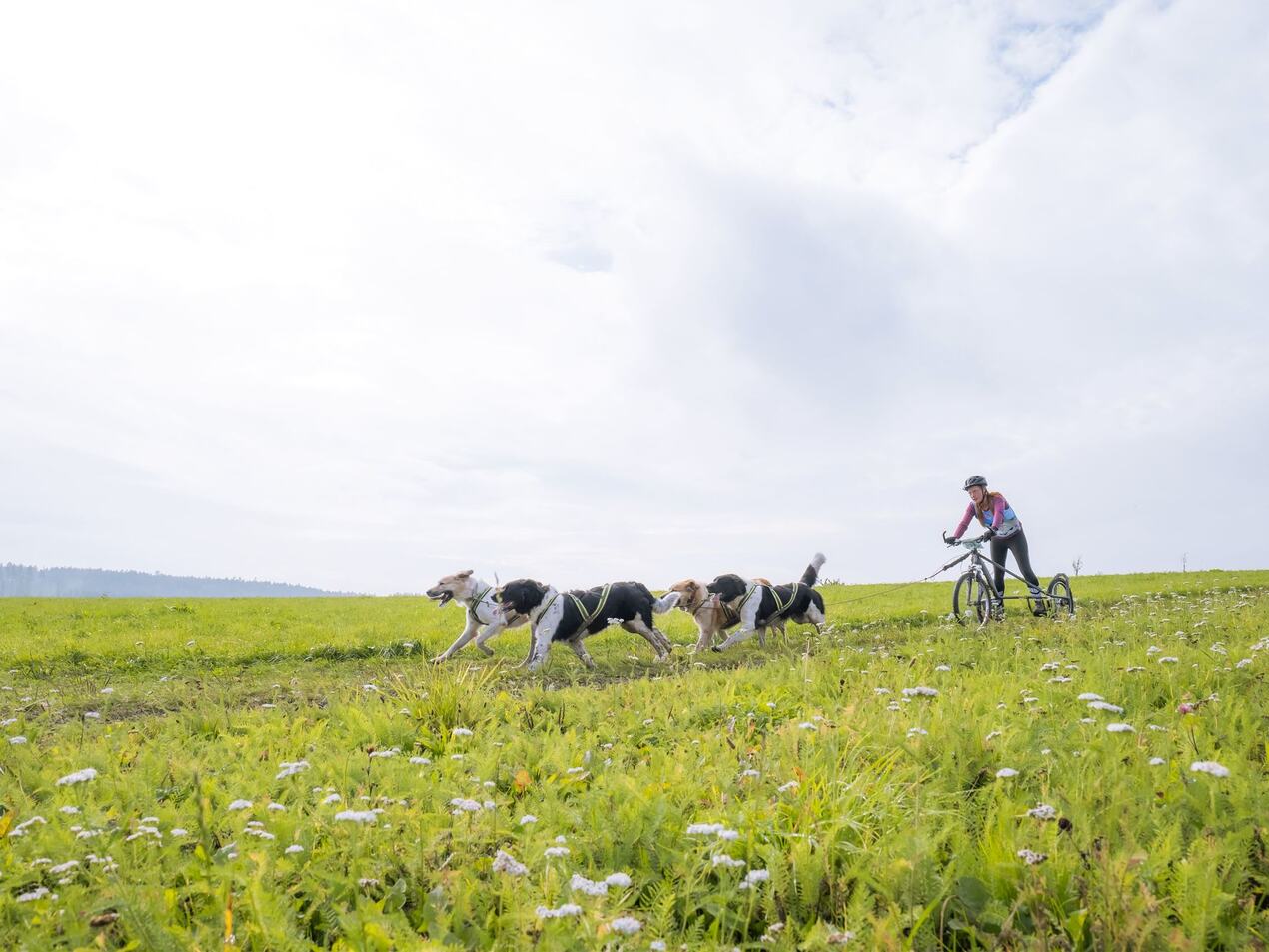 Závody psích spřežení 2022