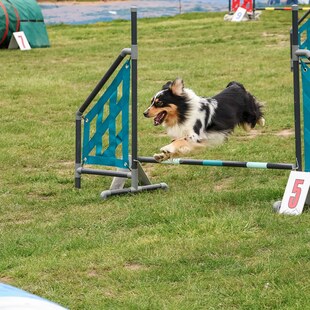 8. ročník neoficiálních agility závodů Brodíkův speciál 8. ročník neoficiálních agility závodů Brodíkův speciál