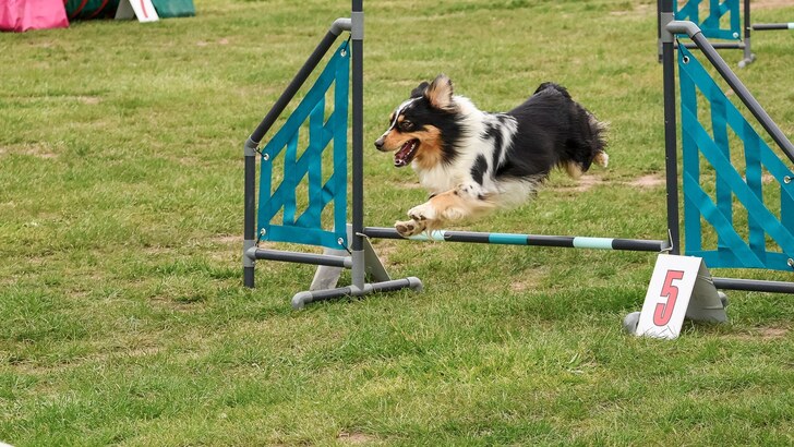 8. ročník neoficiálních agility závodů Brodíkův speciál 8. ročník neoficiálních agility závodů Brodíkův speciál